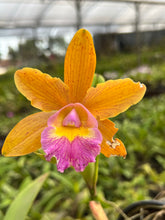 Orquídea Cattleya Waikiki X Aclandiae- adulta e Apta a floração.