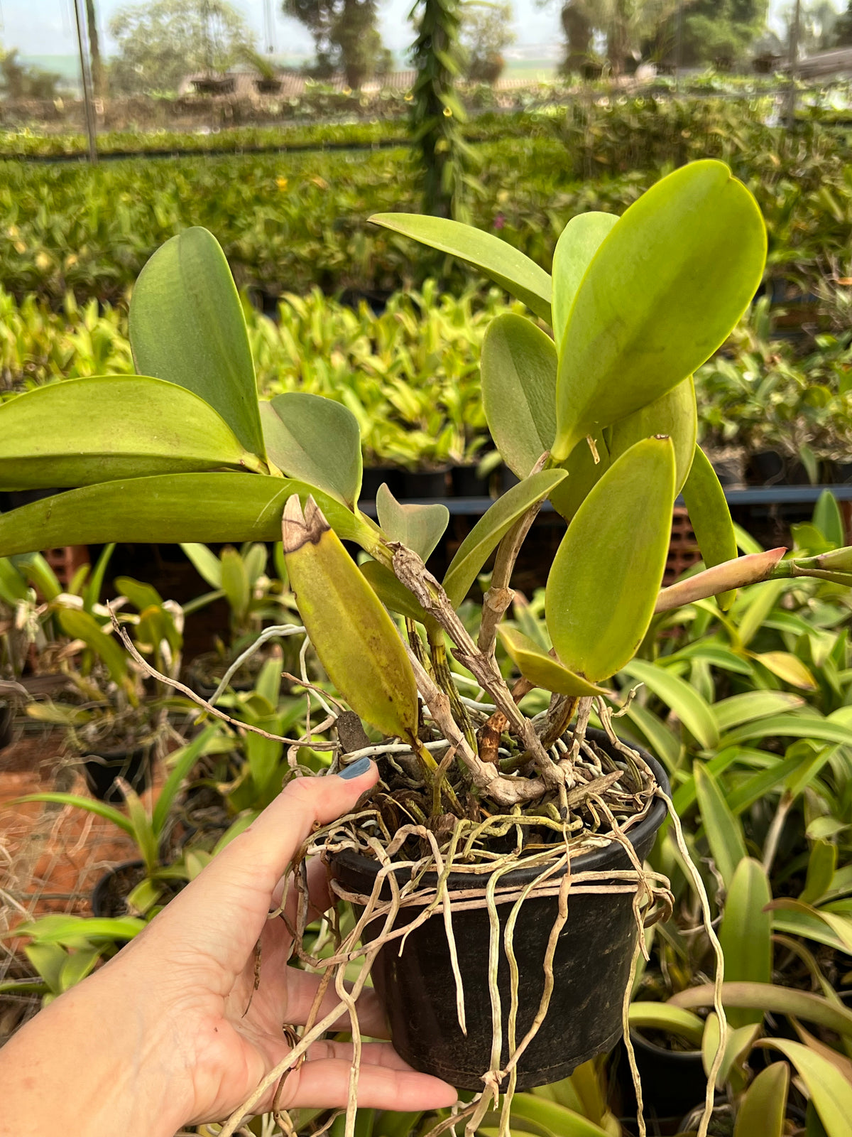 Orquídea Cattleya Waikiki X Aclandiae- adulta e Apta a floração.