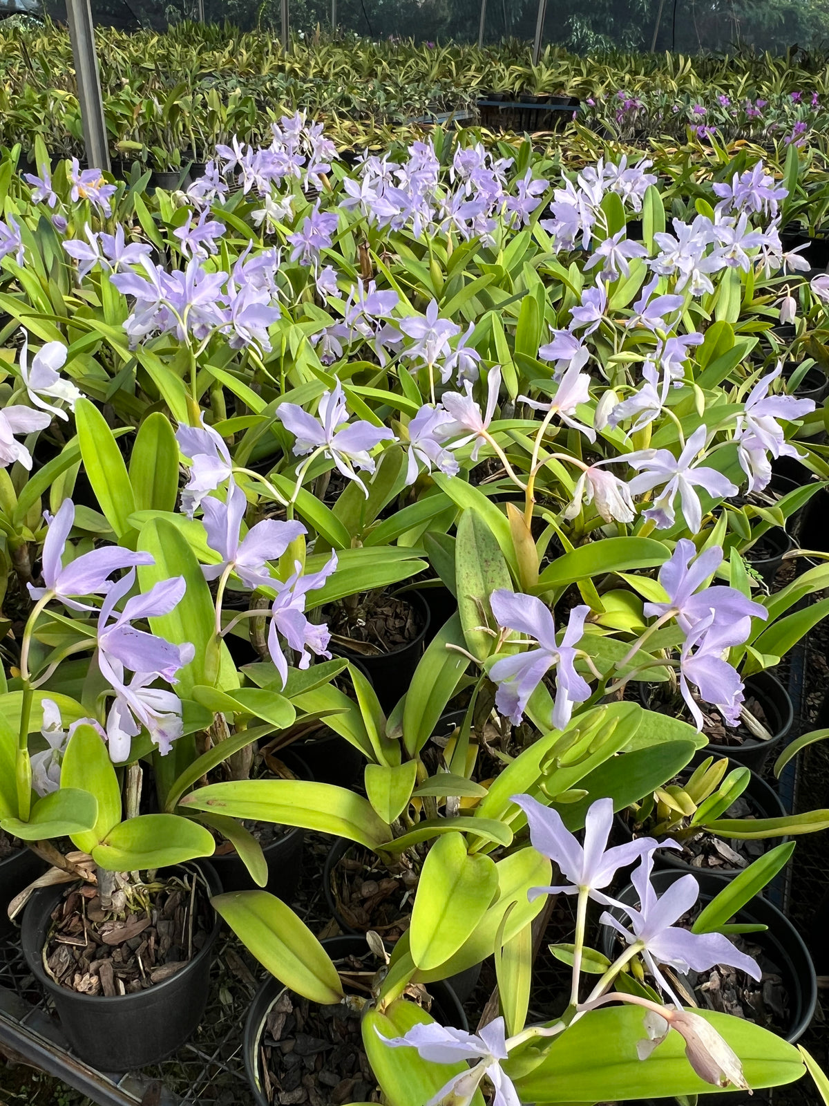 Orquídea Cattleya Portia Baronesa Coerulea Adulta | maioria com flores em 27.04.26