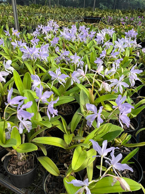 Orquídea Cattleya Portia Baronesa Coerulea Adulta | maioria com flores em 27.04.26