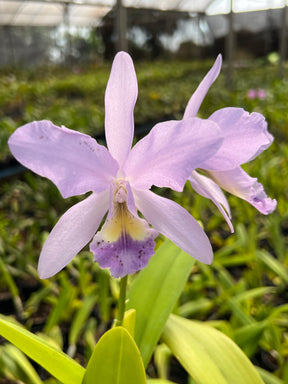 Orquídea Cattleya Portia Baronesa Coerulea Adulta | maioria com flores em 27.04.26