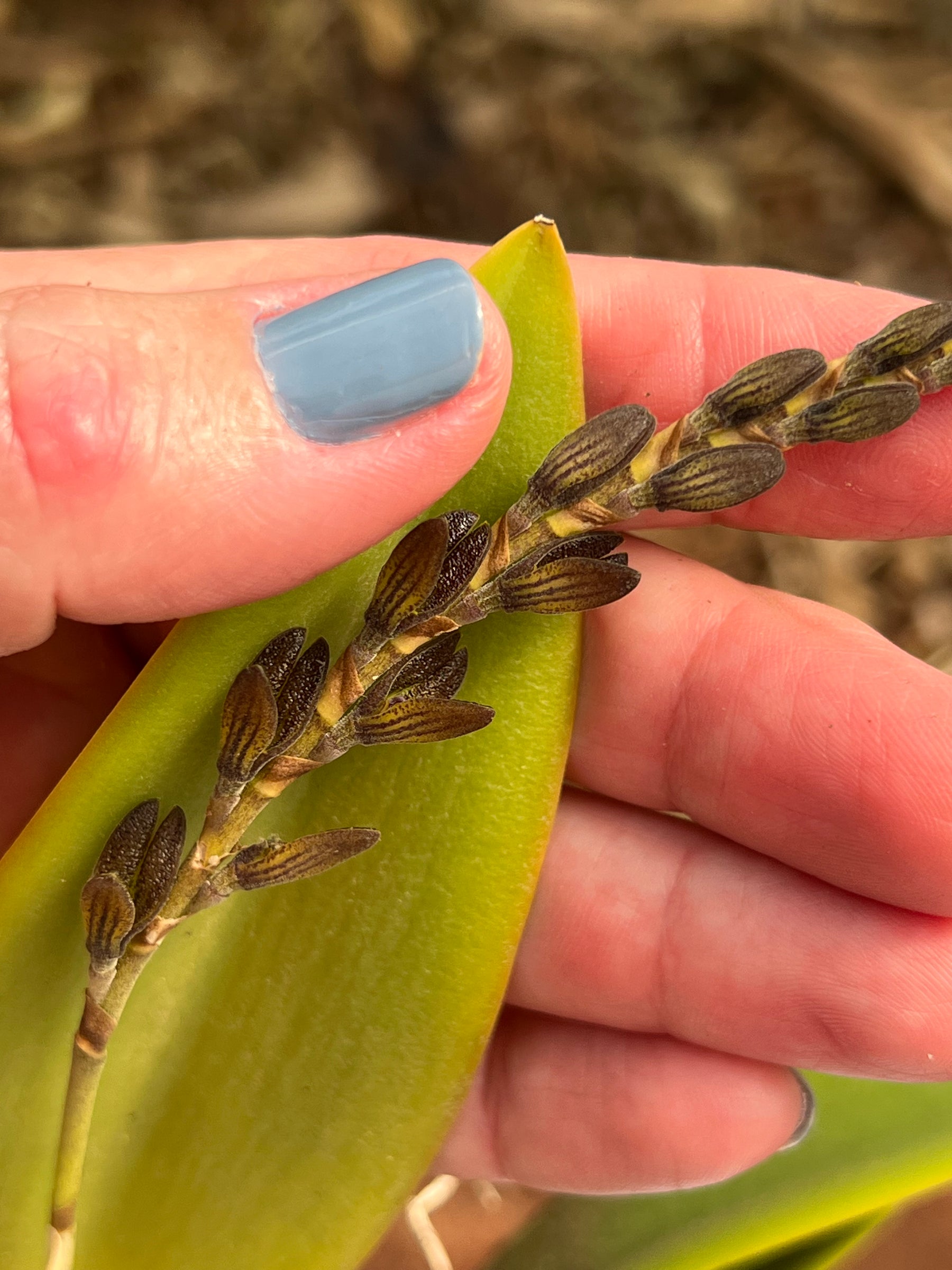 Orquídea Pleurothallis com haste floral em 28.04.2026
