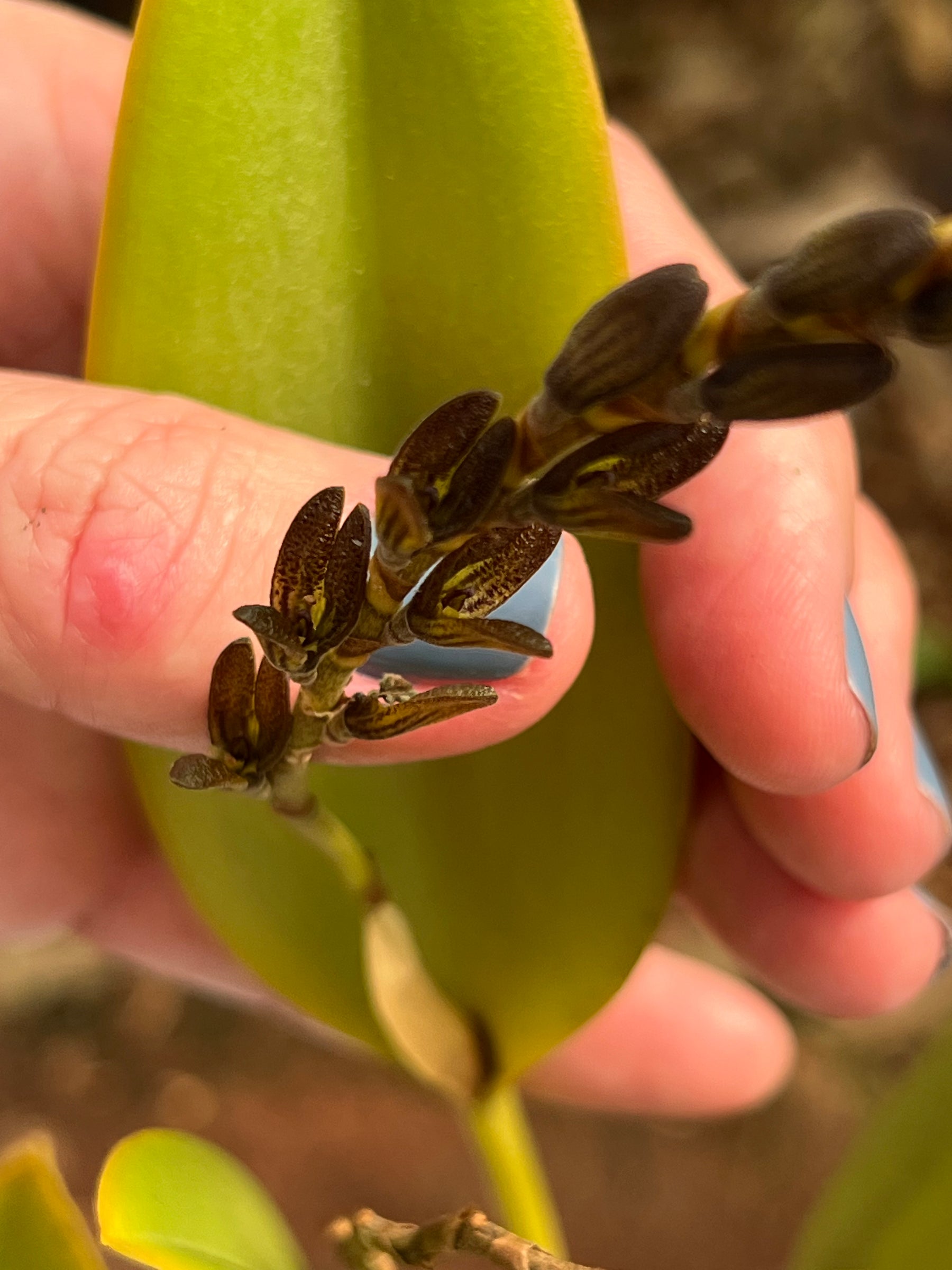 Orquídea Pleurothallis com haste floral em 28.04.2026