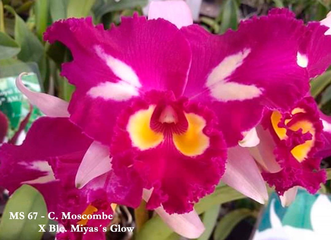 Orquídea Cattleya Moscombe × Blc. Miya’s Glow – Adulta, Apta a Floração. Flor de Impacto e Crescimento Vigoroso