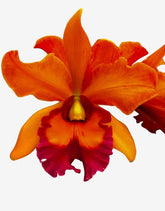 Orquídea Blc. Owen Holmes x Orange Show x Chunyeah 17 – Adulta e Apta a Floração (238)