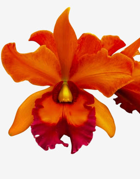 Orquídea Blc. Owen Holmes x Orange Show x Chunyeah 17 – Adulta e Apta a Floração (238)