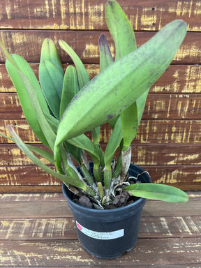 Orquídea Blc. Owen Holmes x Orange Show x Chunyeah 17 – Adulta e Apta a Floração (238)