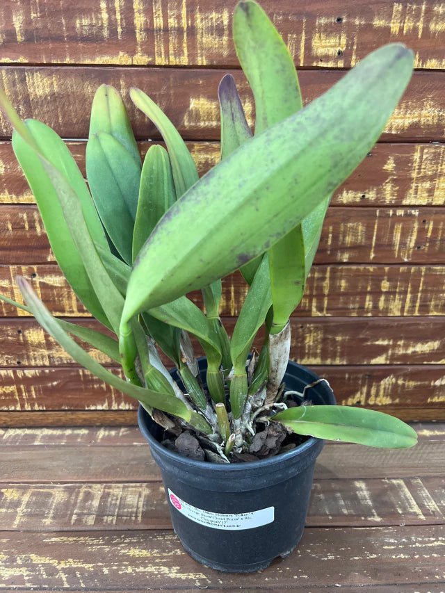 Orquídea Blc. Owen Holmes x Orange Show x Chunyeah 17 – Adulta e Apta a Floração (238)