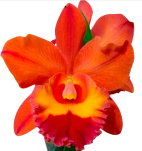 Orquídea Blc. Owen Holmes x Orange Show x Chunyeah 17 – Adulta e Apta a Floração (238)