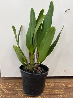 Orquídea Blc. Owen Holmes x Orange Show x Chunyeah 17 – Adulta e Apta a Floração (238)
