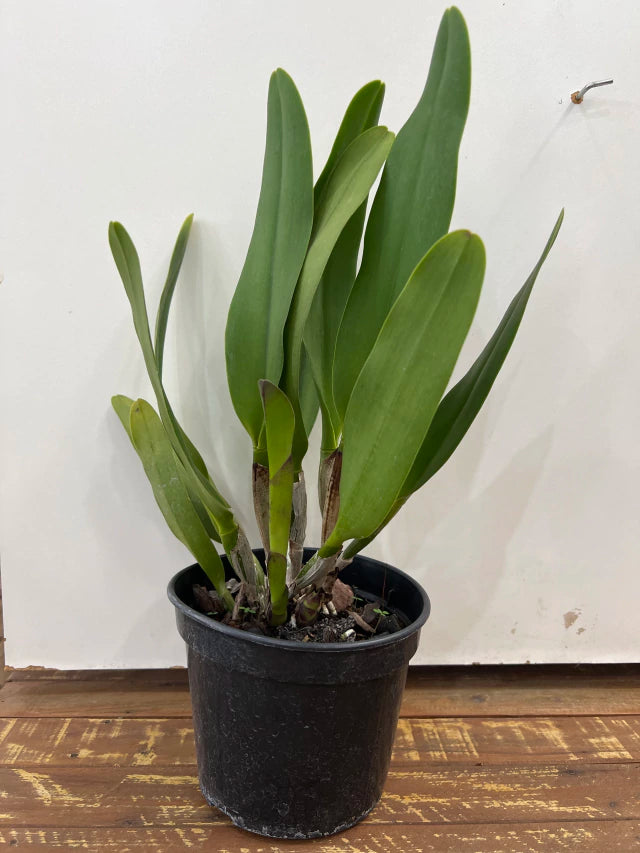 Orquídea Blc. Owen Holmes x Orange Show x Chunyeah 17 – Adulta e Apta a Floração (238)