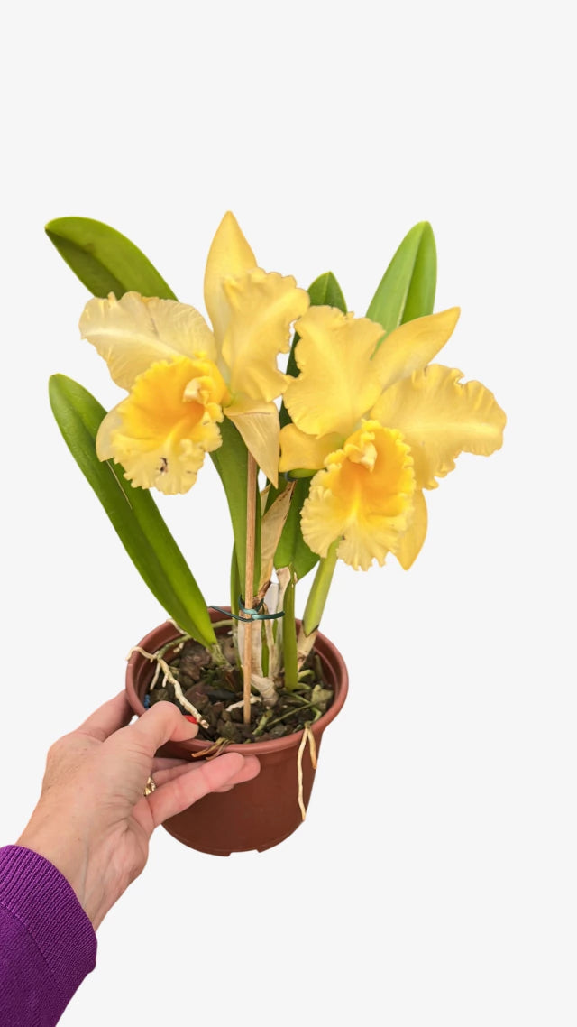 Orquídea Blc Delta King “Tangerglow” – Flor Exuberante, Adulta e Apta à Floração