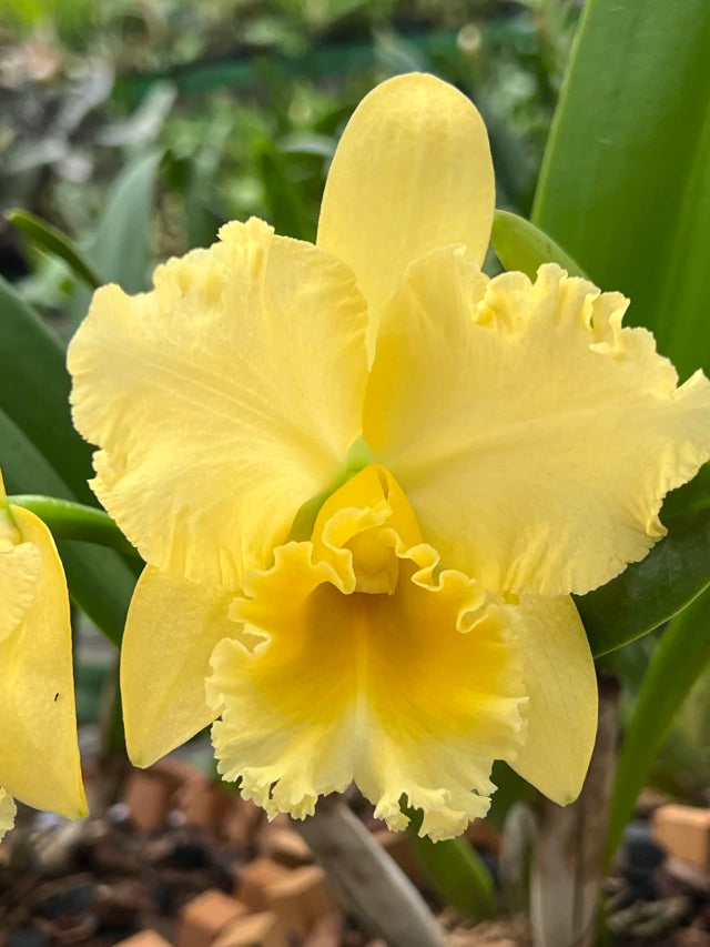 Orquídea Blc Delta King “Tangerglow” – Flor Exuberante, Adulta e Apta à Floração