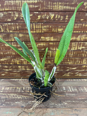 Orquídea Blc Delta King “Tangerglow” – Flor Exuberante, Adulta e Apta à Floração