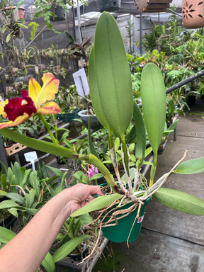 Orquídea Blc Toshie Aoki – Adulta e Apta a floração | Flor amarela vibrante