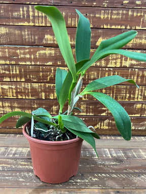 Orquídea Blc Toshie Aoki – Adulta e Apta a floração | Flor amarela vibrante