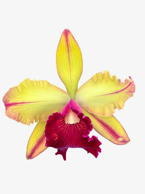Orquídea Blc Toshie Aoki – Adulta e Apta a floração | Flor amarela vibrante