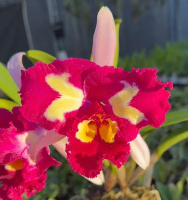 Orquídea Cattleya Moscombe × Blc. Miya’s Glow – Adulta, Apta a Floração. Flor de Impacto e Crescimento Vigoroso