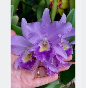 Orquídea Cattleya Portia Baronesa Coerulea Adulta | maioria com flores em 27.04.26