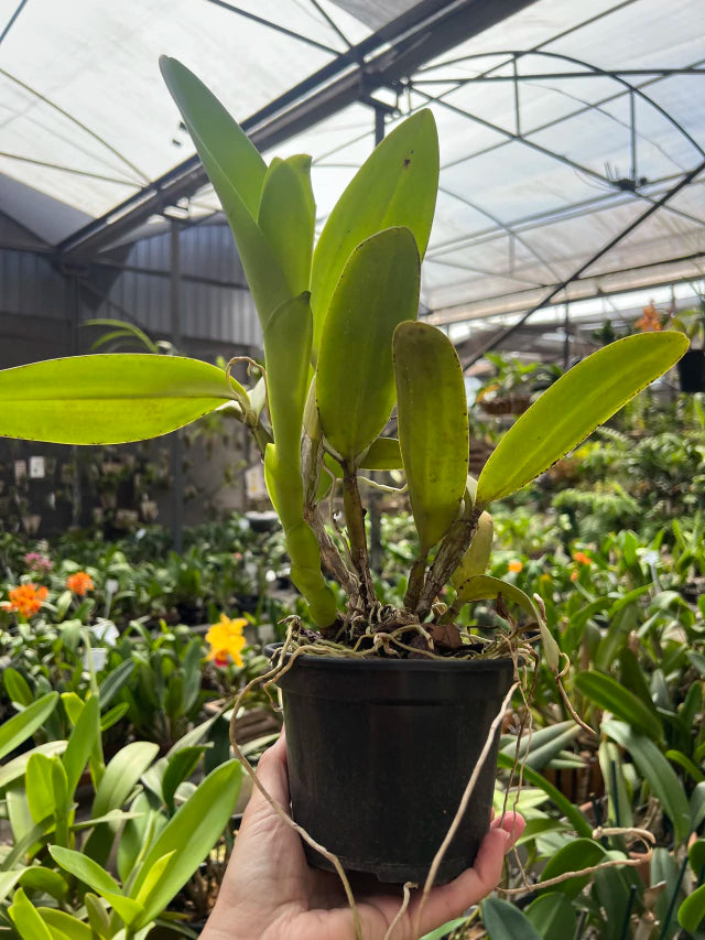 Orquídea Cattleya Portia Baronesa Coerulea Adulta | maioria com flores em 27.04.26