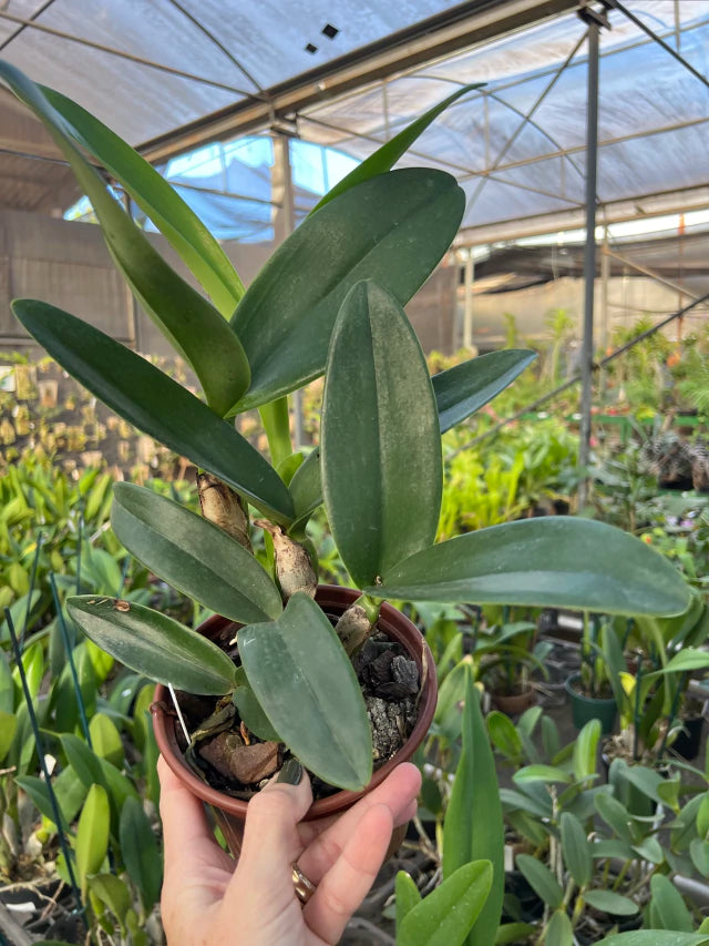 Orquídea Cattleya Portia Baronesa Coerulea Adulta | maioria com flores em 27.04.26