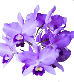 Orquídea Cattleya Portia Baronesa Coerulea Adulta | maioria com flores em 27.04.26