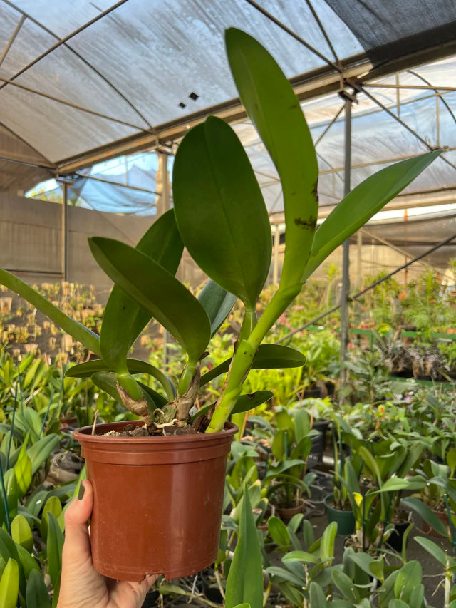 Orquídea Cattleya Portia Baronesa Coerulea Adulta | maioria com flores em 27.04.26