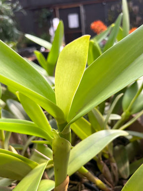 Orquídea Cattleya Portia Baronesa Coerulea Adulta | maioria com flores em 27.04.26