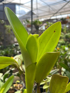 Orquídea Cattleya Portia Baronesa Coerulea Adulta | maioria com flores em 27.04.26