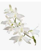 Orquídea Dendrobium Anosmum Alba - Apta à Floração, Enviada Plantada no Vaso