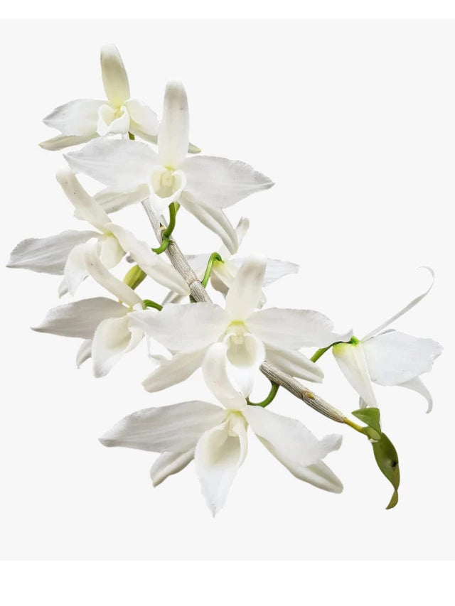 Orquídea Dendrobium Anosmum Alba - Apta à Floração, Enviada Plantada no Vaso