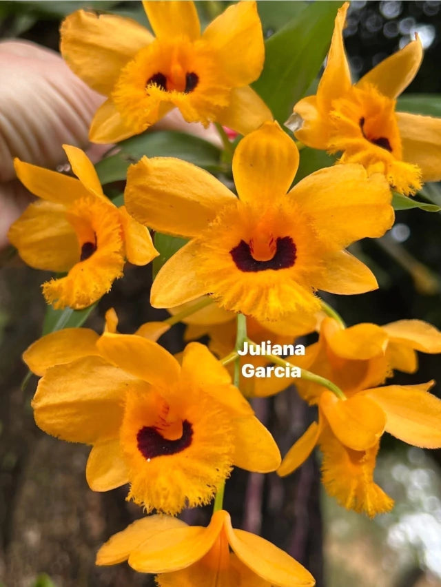 Orquídea Dendrobium fimbriatum – Adulta e Apta à Floração, Flor Amarela em Cachos com Labelo Franjado