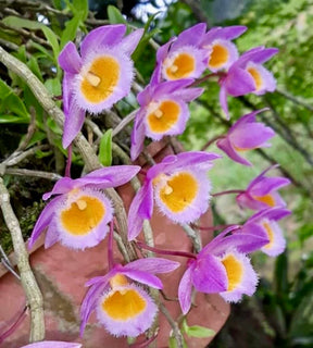 Orquídea Dendrobium loddigesii (lodigesii) – Adulta e Apta à Floração, Flor Rosada Perfumada em Cascata
