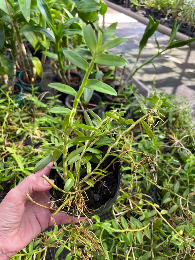 Orquídea Dendrobium loddigesii (lodigesii) – Adulta e Apta à Floração, Flor Rosada Perfumada em Cascata