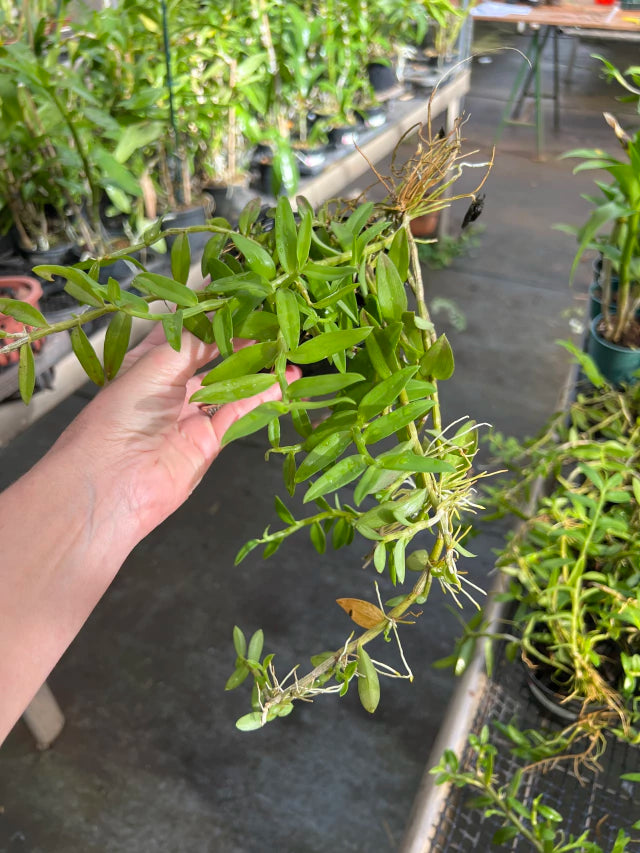 Orquídea Dendrobium loddigesii (lodigesii) – Adulta e Apta à Floração, Flor Rosada Perfumada em Cascata