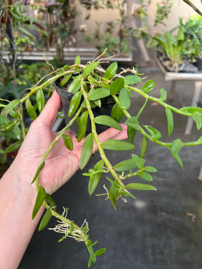 Orquídea Dendrobium loddigesii (lodigesii) – Adulta e Apta à Floração, Flor Rosada Perfumada em Cascata