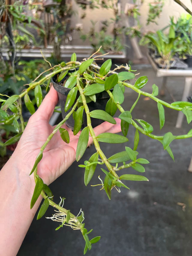 Orquídea Dendrobium loddigesii (lodigesii) – Adulta e Apta à Floração, Flor Rosada Perfumada em Cascata
