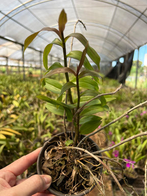 Orquídea Dendrobium Pierardii Adulta - Planta Apta à Floração, Enviada Plantada no Vaso | Orquideomania