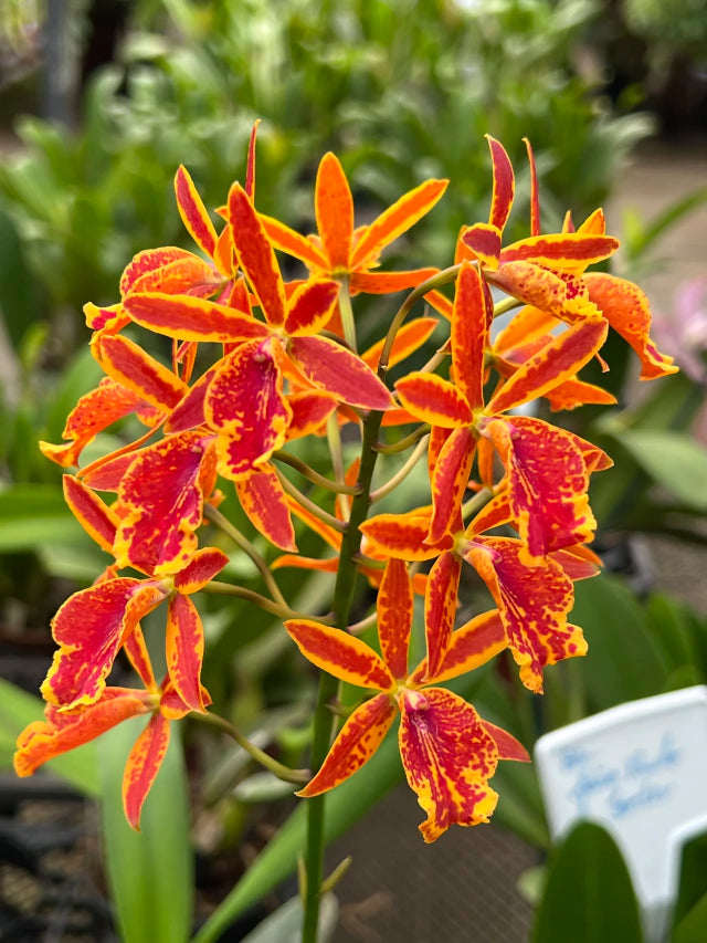 Orquídea Epicattleya Volcano Trick X Guariante - última floração em junho 2026