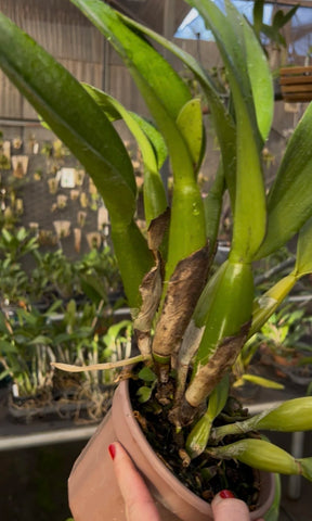 Orquídea Lc. Excelsior “The Glob” Adulta – Apta para Floração