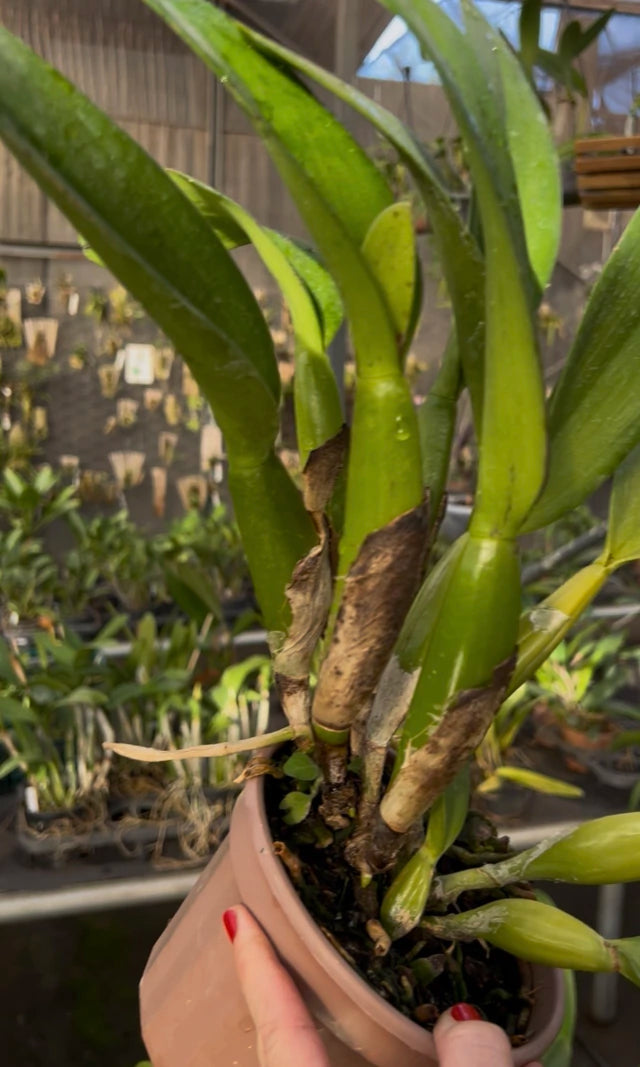 Orquídea Lc. Excelsior “The Glob” Adulta – Apta para Floração