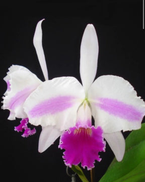 Orquídea Lc. Excelsior “The Glob” Adulta – Apta para Floração
