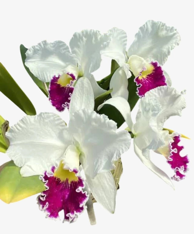 Orquídea Lc. Mildred Rives – Adulta e Apta à Floração