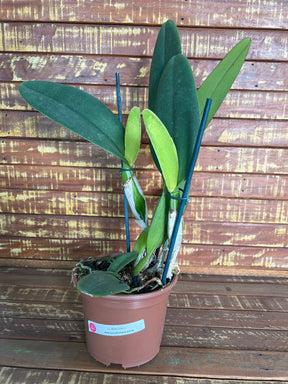 Orquídea Lc. Mildred Rives – Adulta e Apta à Floração
