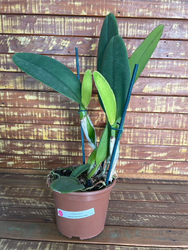 Orquídea Lc. Mildred Rives – Adulta e Apta à Floração