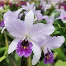 Orquídea Lc. Wrigley “Blue Heaven” – Adulta, Bem Formada (Vaso 17), Flor Azulada com Labelo Marcante