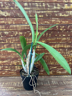 Orquídea Lc. Wrigley “Blue Heaven” – Adulta, Bem Formada (Vaso 17), Flor Azulada com Labelo Marcante