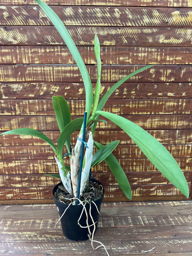 Orquídea Lc. Wrigley “Blue Heaven” – Adulta, Bem Formada (Vaso 17), Flor Azulada com Labelo Marcante