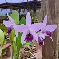 Orquídea Lc. Wrigley “Blue Heaven” – Adulta, Bem Formada (Vaso 17), Flor Azulada com Labelo Marcante