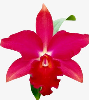 Orquídea Slc. Mae Hawkins (Mãe Halkins) – Adulta e Apta à Floração, Flor Rosa com Labelo Marcante
